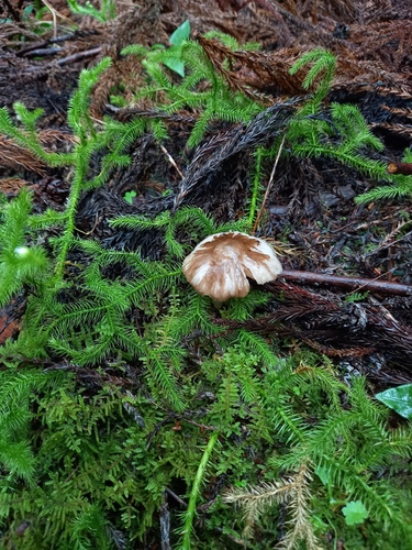 Pluteus cervinus