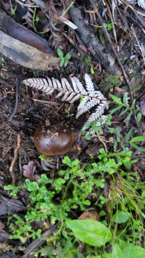 Amanita pekeoides · May 2025 · photo: © s83482 (iNaturalist, cc-by)