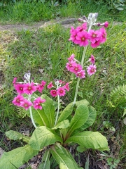 (c) James McEvoy, some rights reserved (CC BY) Primula pulverulenta, photograph (c) James McEvoy, some rights reserved (CC BY)
