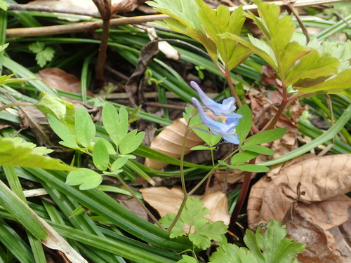 Corydalis fukuharae iNat (1)