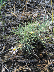 Erigeron filifolius