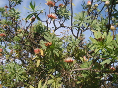Protea caffra caffra