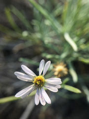 Erigeron filifolius