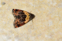 Tripudia balteata