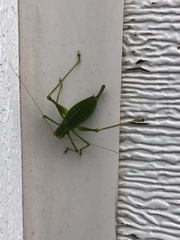 Leptophyes punctatissima