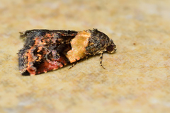 Tripudia balteata