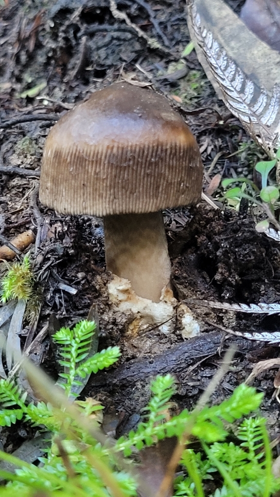 Amanita pekeoides · May 2025 · photo: © s83482 (iNaturalist, cc-by)