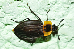 Oxelytrum discicolle