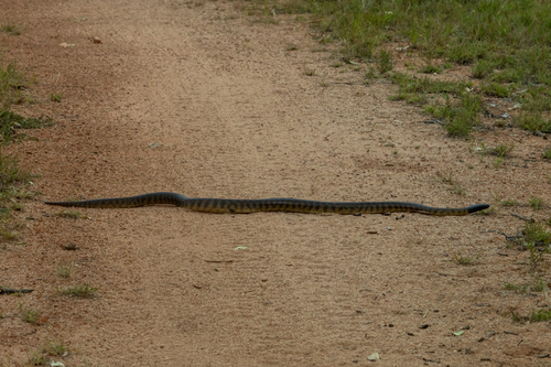 Black-headed Python sighting
