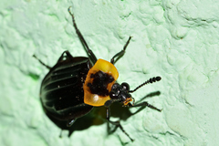 Oxelytrum discicolle