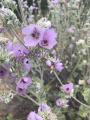 Malacothamnus enigmaticus