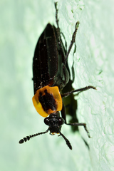 Oxelytrum discicolle