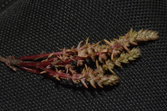 Crassula colligata colligata