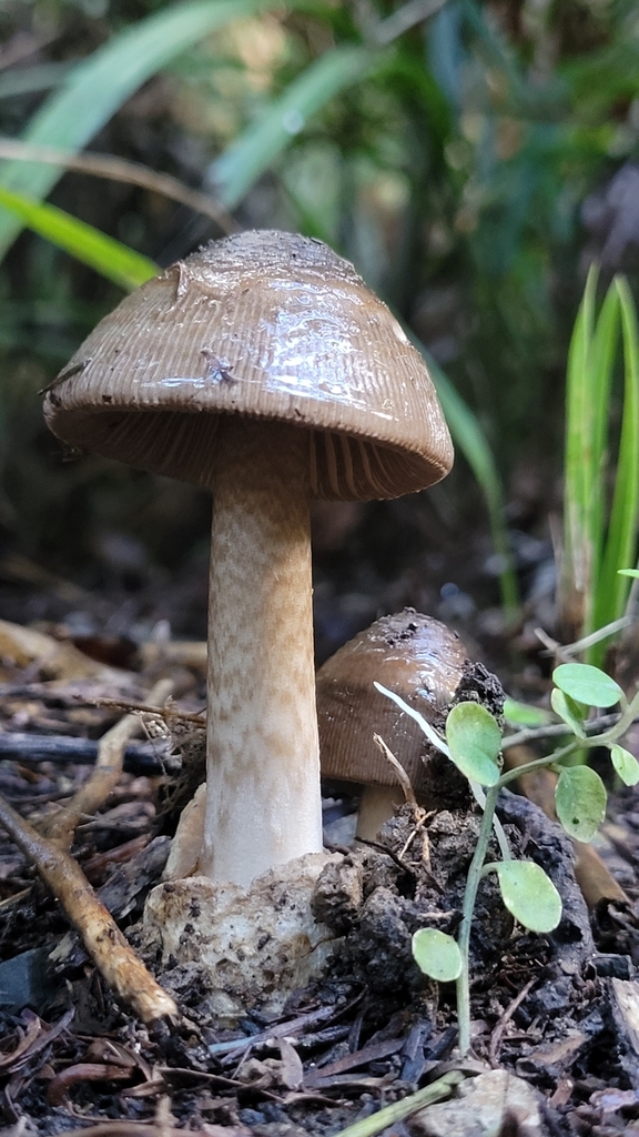 Amanita pekeoides · May 2025 · photo: © s83482 (iNaturalist, cc-by)
