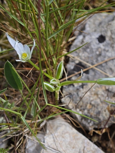 Image of Ornithogalum orthophyllum by (c) Aubin NORMAND, some rights reserved (CC BY)