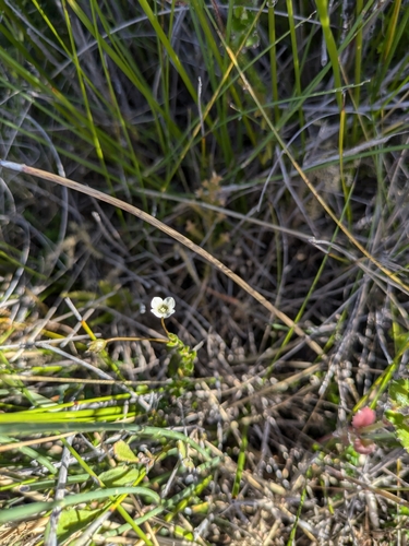 Mitrasacme pilosa (Mitrasacme pilosa)