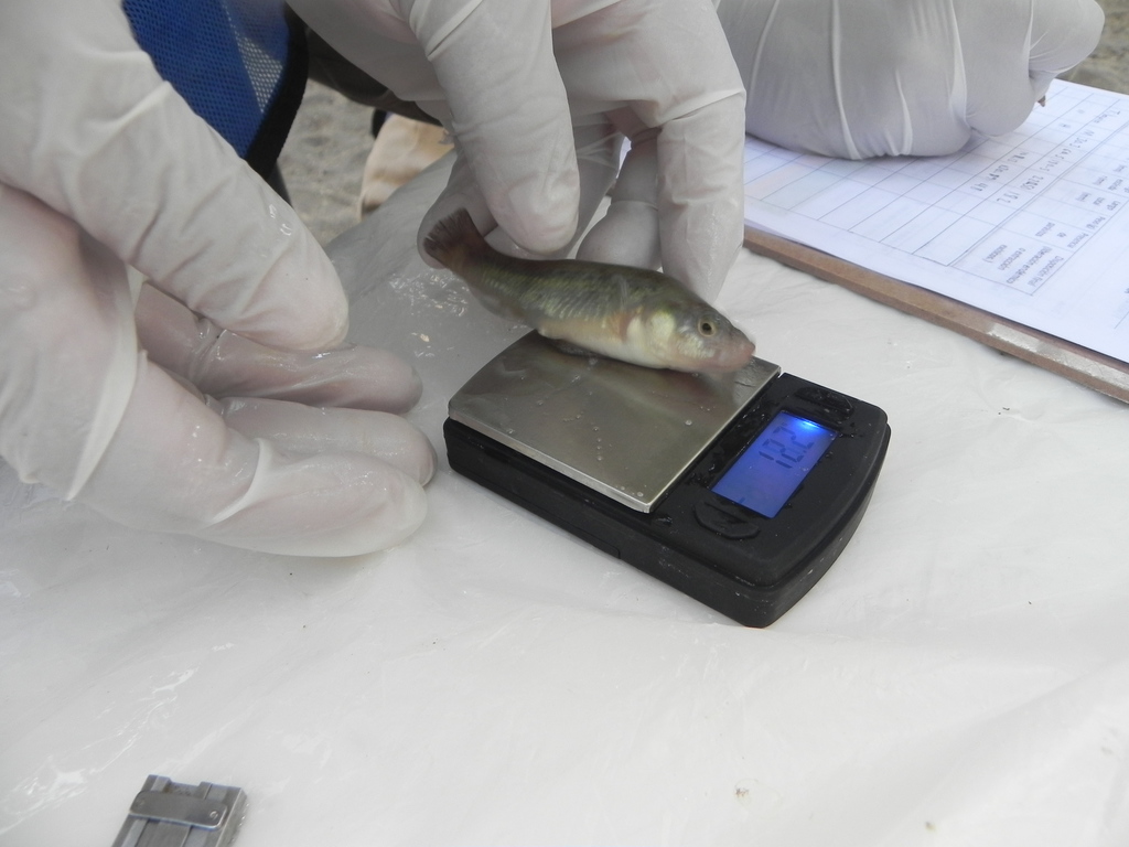 Baja California killifish (Fundulus lima) — Fundulidae