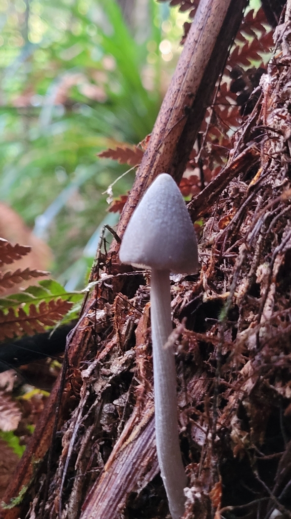 Entoloma canoconicum · May 2025 · photo: © s83482 (iNaturalist, cc-by)
