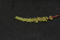Crassula colligata colligata