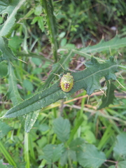Nezara viridula