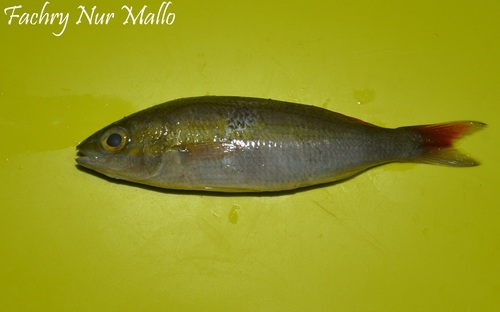 Pentapodus aureofasciatus observed 2025-05-10