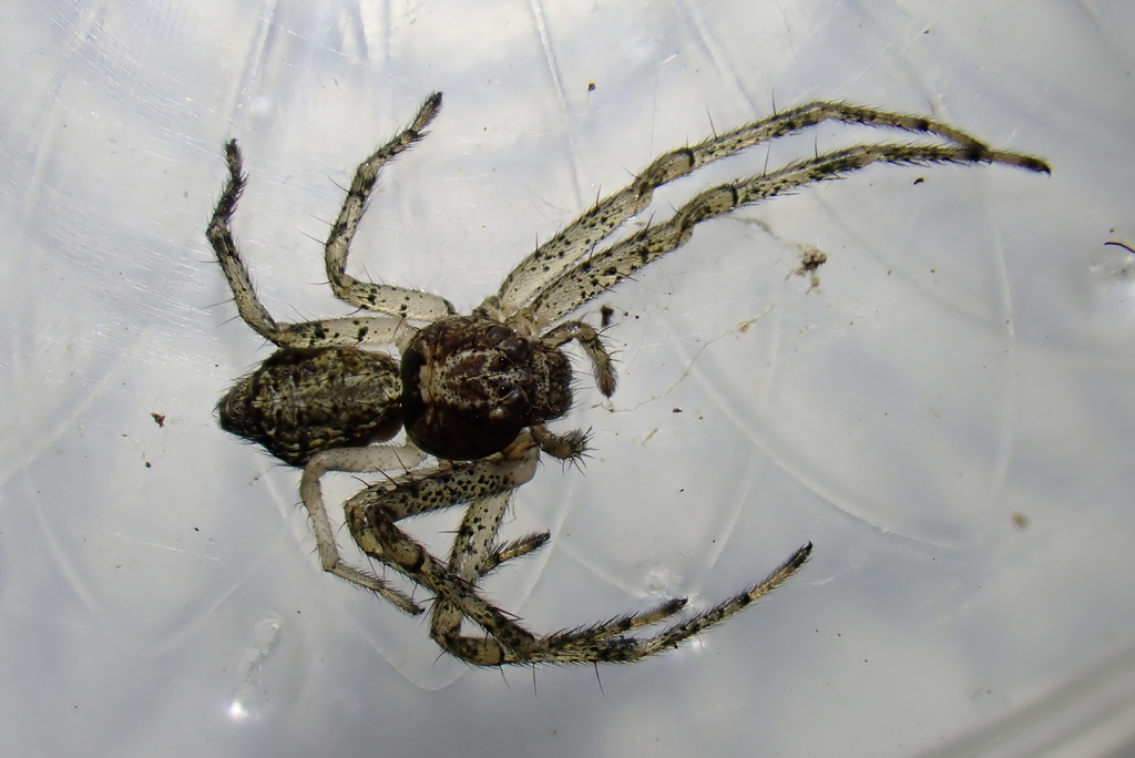 Tmarus stellio