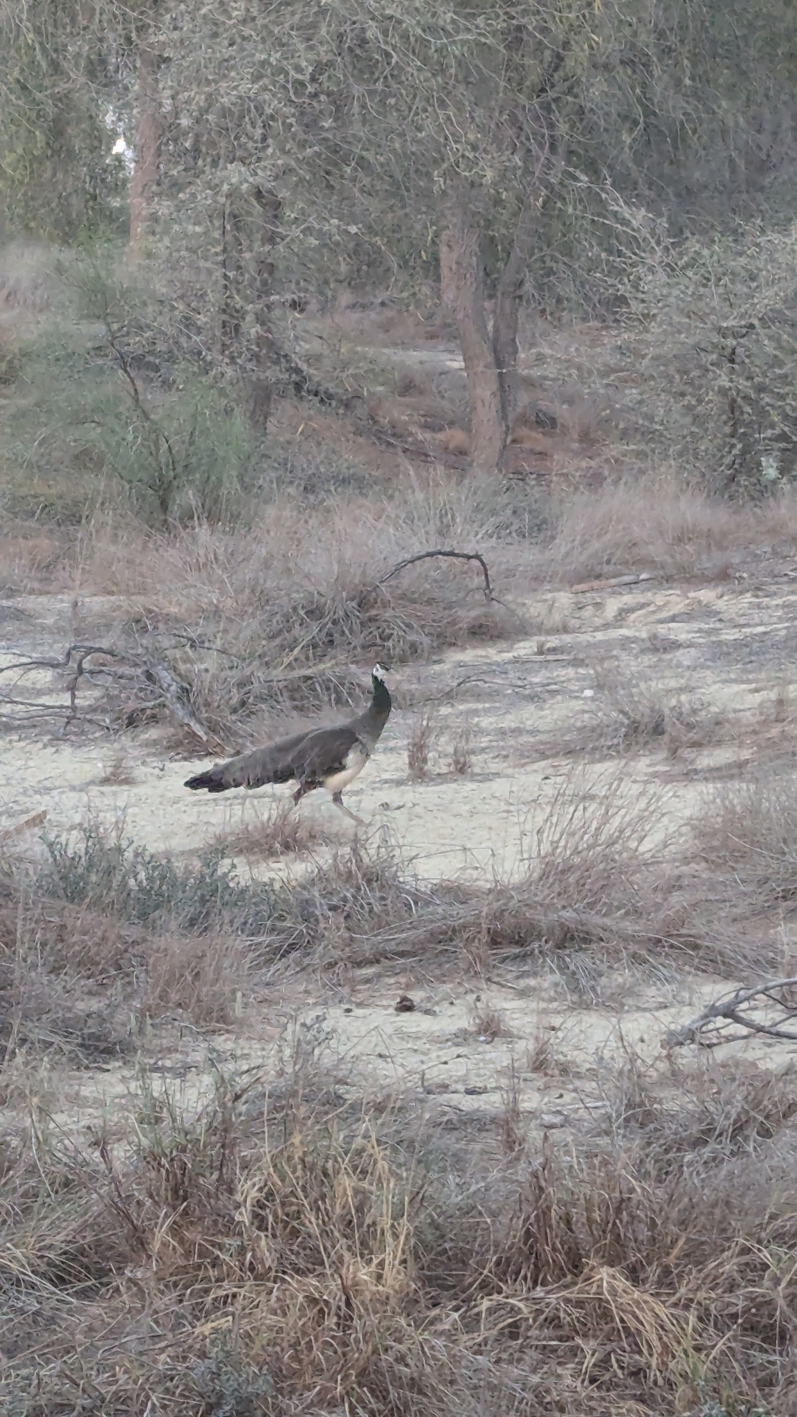 Indian Peafowl