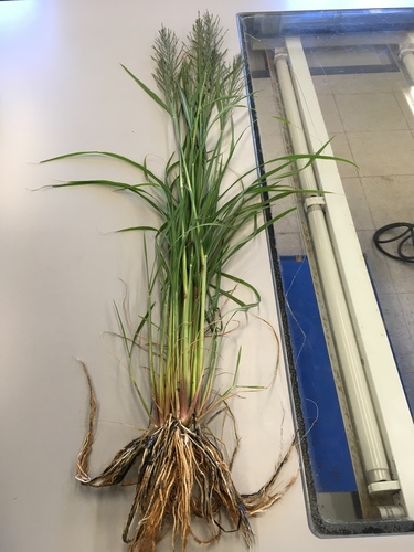 Leptochloa fusca iNat (2)