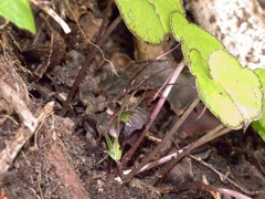 Corybas trilobus