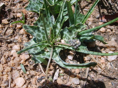 Ledebouria inquinata
