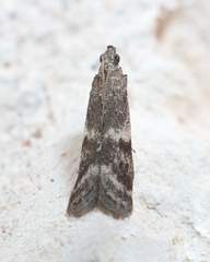 Eurythmia angulella