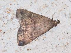 Hypenula cacuminalis