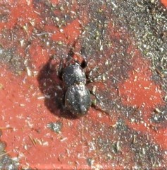 Sassacus cyaneus