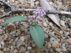 Ledebouria papillata