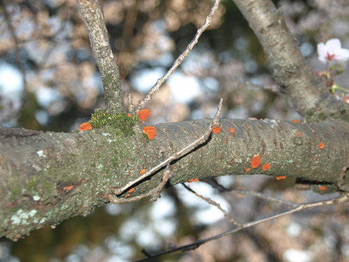 Trametes coccinea
