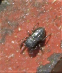 Sassacus cyaneus