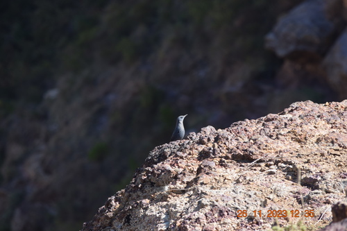 Blue Rock-Thrush
