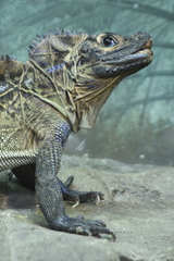 Hydrosaurus pustulatus