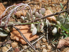 Adromischus umbraticola