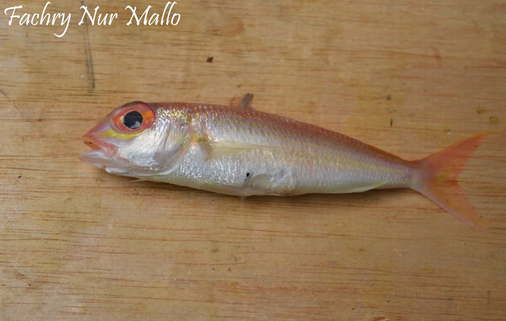 Slanke draadvinbrasem (Nemipterus zysron) — Nemipteridae