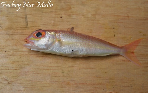 Slender threadfin bream (Nemipterus zysron) — Nemipteridae