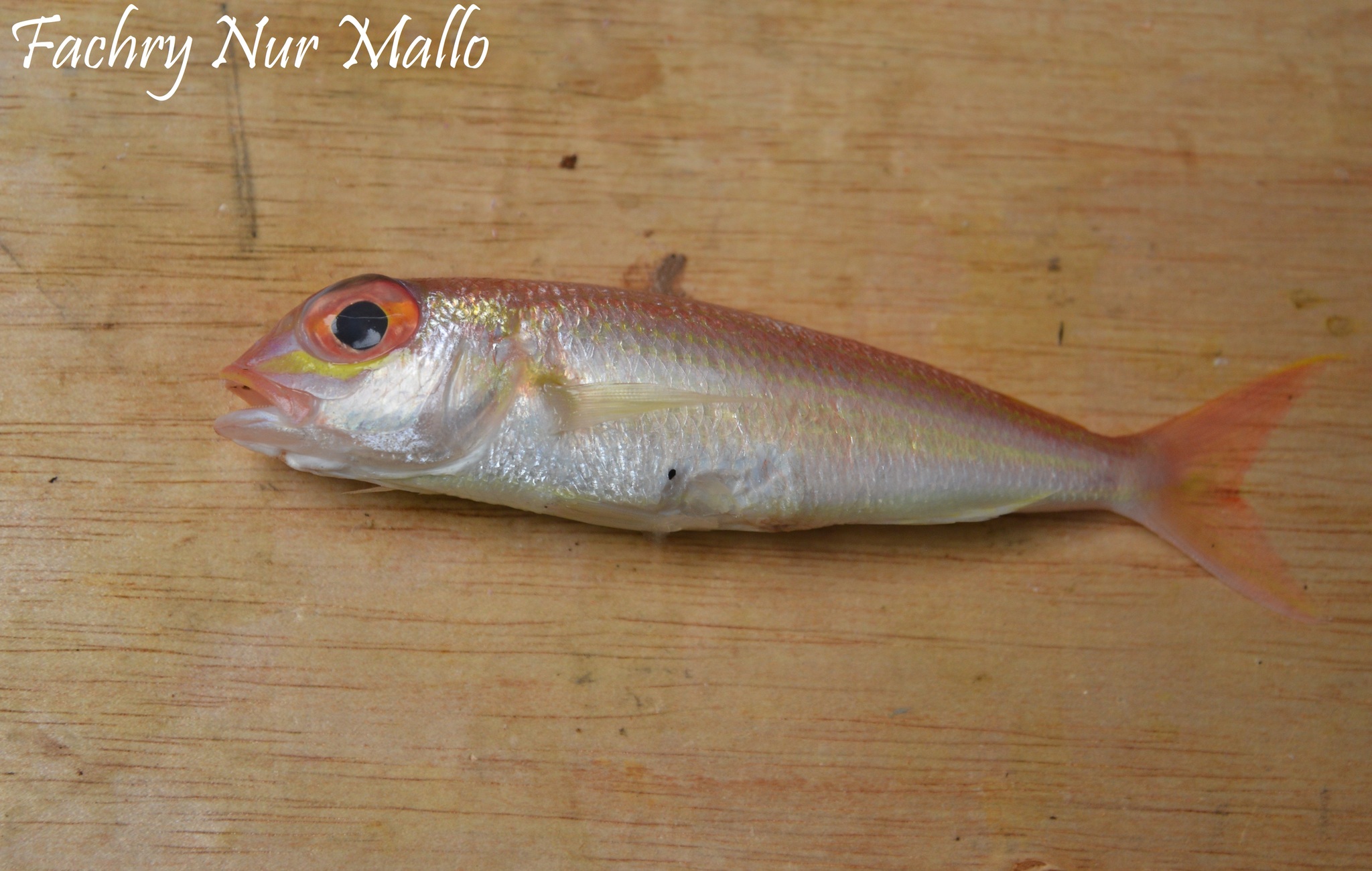 Slender Threadfin Bream photo 5