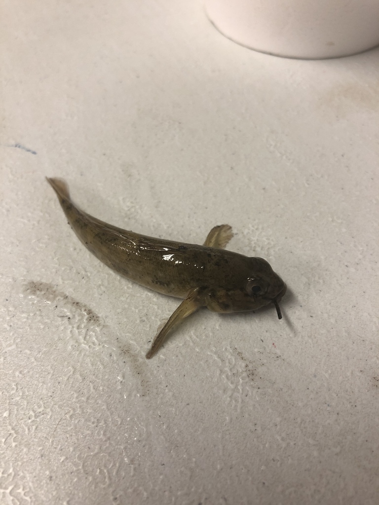 Round Goby from Lake Simcoe, Georgina, ON, CA on August 31, 2019 at 06: ...