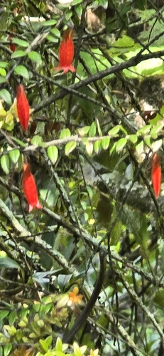 Image of Agapetes serpens by (c) libby hepburn, some rights reserved (CC BY)