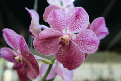 Vanda