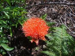 Scadoxus puniceus