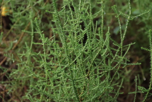 Image of Seriphium burrowsiorum by (c) Tony Rebelo, some rights reserved (CC BY-SA)