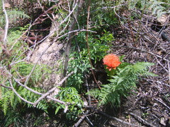 Scadoxus puniceus