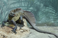 Hydrosaurus pustulatus