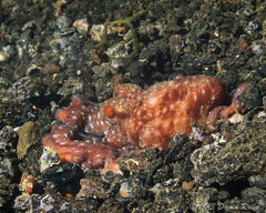 Callistoctopus luteus image